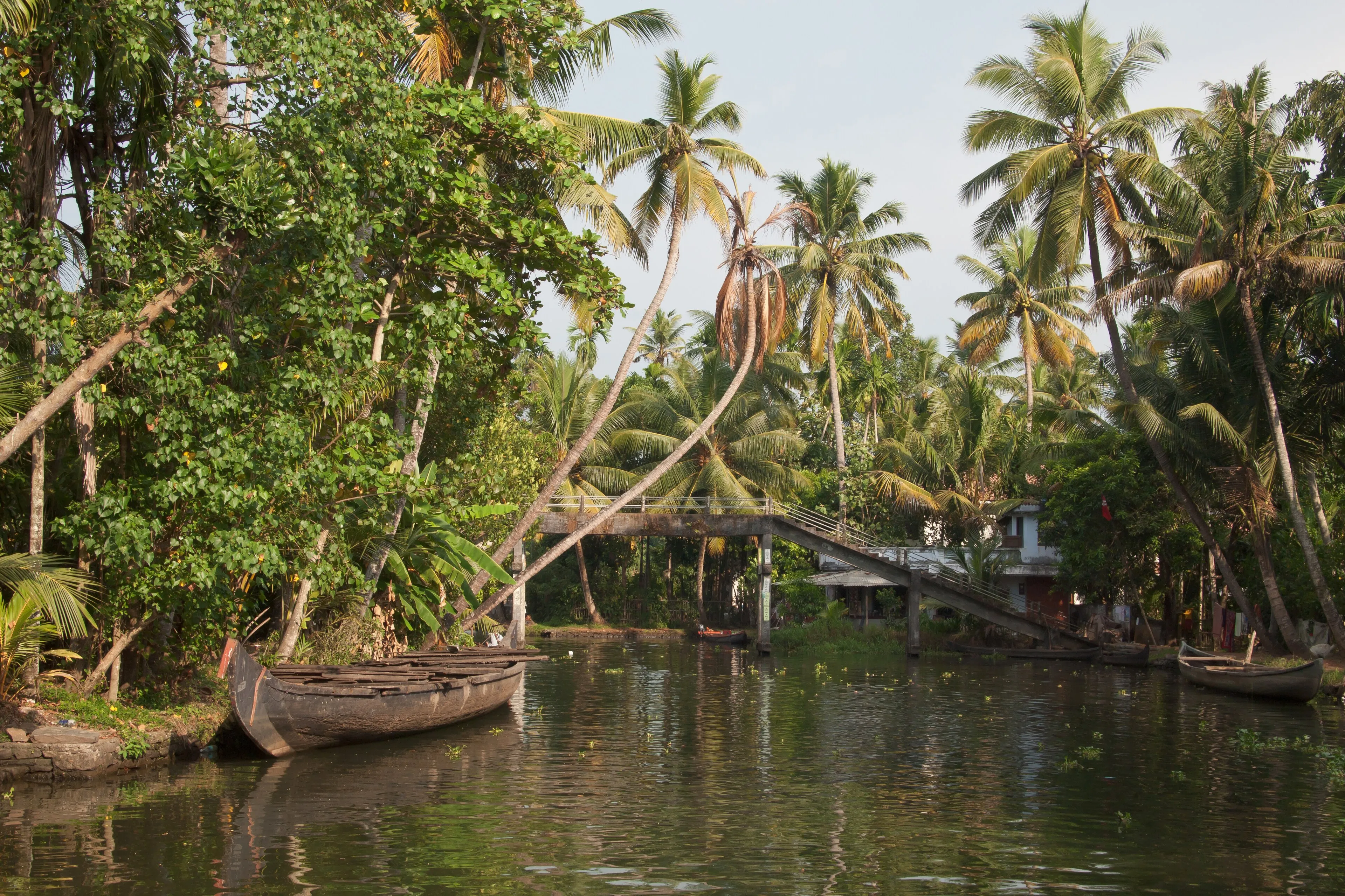 Aerial view of the Kerala backwaters weaving between paddy fields and palm groves