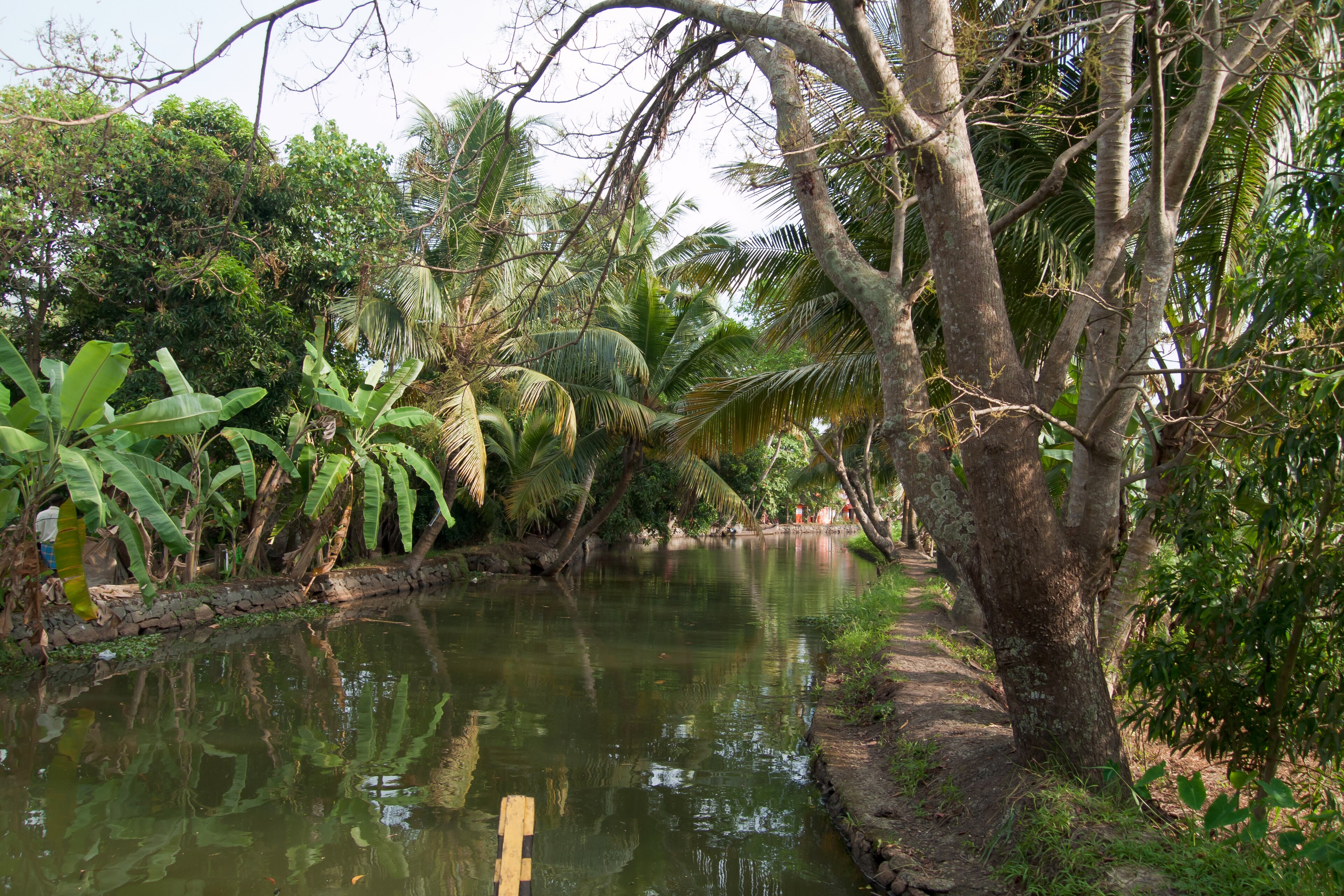 Paddy fields and waterways of Kuttanad from above
